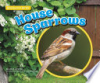 House_sparrows